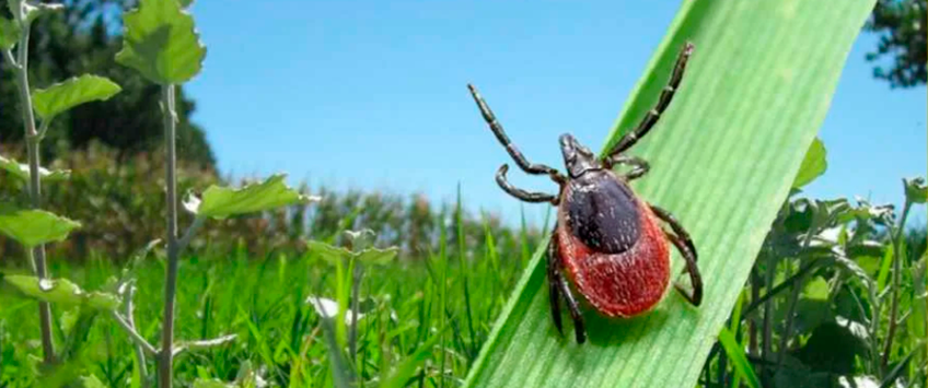 Вакцинация от клещевого энцефалита