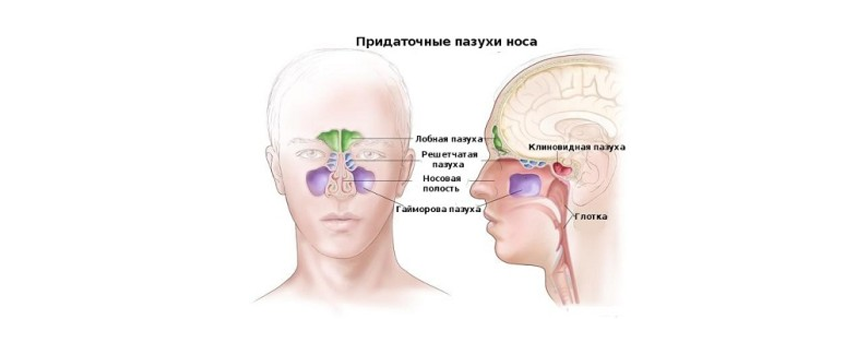 МРТ придаточных пазух носа
